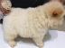 PoulaTo: Τσόου τσόου ΛΕΥΚΟ Chow chow BEIGE